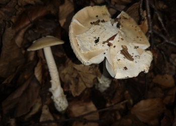 Isabellfärbiger Wulstling (Amanita eliae) - © Bernard Wieser